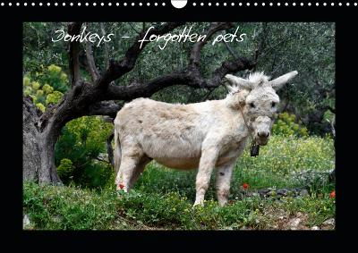 Donkeys - forgotten pets 2019: Donkeys are everyone's favorite
