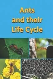 Ants and their Life Cycle