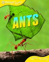 Ants