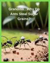 Grandma...Why Do Ants Steal Sugar Grains?