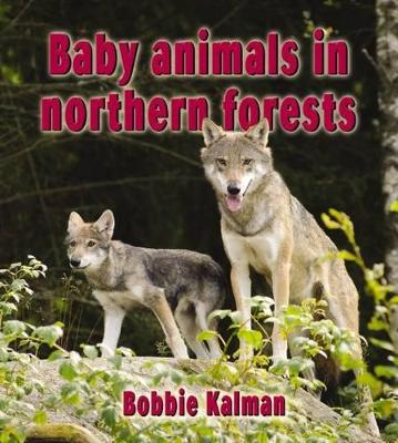 Baby Animals in Northern Forests