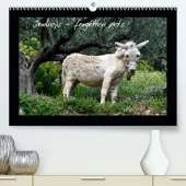 Donkeys - forgotten pets 2020: Donkeys are everyone's favorite