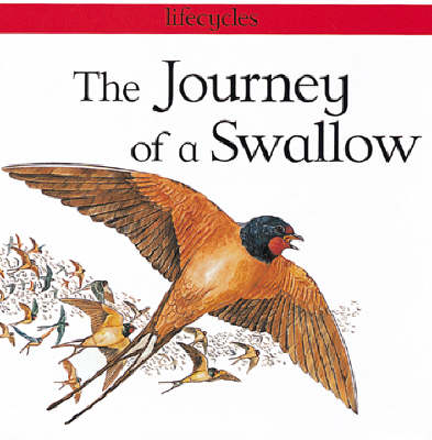The Journey Of A Swallow