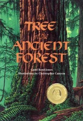 Tree in the Ancient Forest