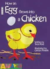 How An Egg Grows Into A Chicken