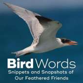 Bird Words: Snippets and Snapshots of Our Feathered Friends