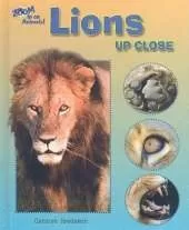 Lions Up Close