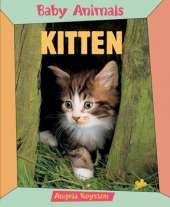 Kitten