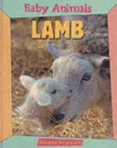 BABY ANIMALS LAMB
