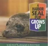 A Harbor Seal Pup Grows Up