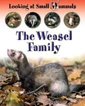 LOOKING AT SMALL MAMMALS WEASELS