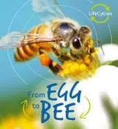 Lifecycles: Egg to Bee