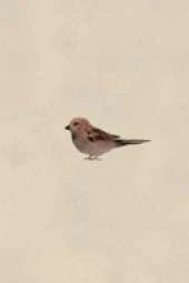 Sparrow Field Journal Notebook, 50 pages/25 sheets, 4x6