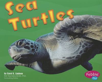 Sea Turtles