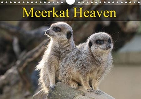 Meerkat Heaven 2020: Meerkats basking in the morning sunshine