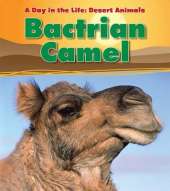 Bactrian Camel