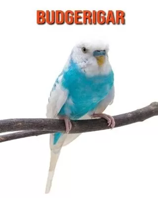 Budgerigar: Beautiful Pictures & Interesting Facts Children Book About Budgerigar