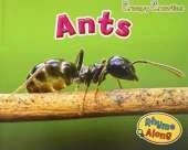 Creepy Crawlies Pack A of 4