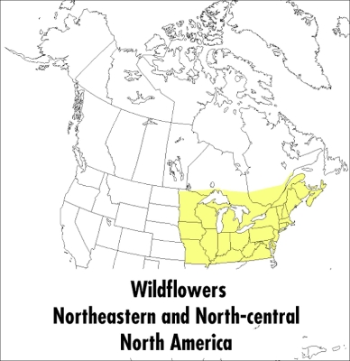 Peterson Field Guide To Wildflowers, A