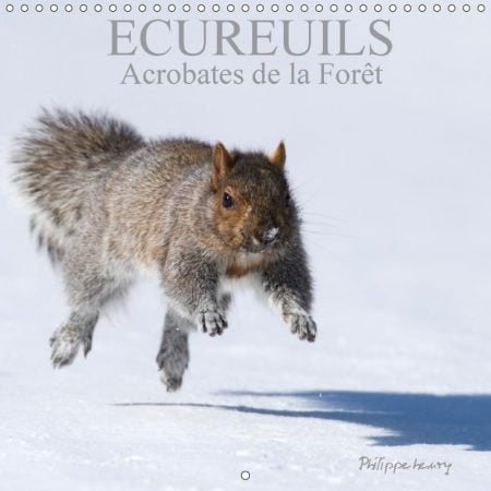 Ecureuils. Acrobates De La Foret 2018: Les Ecureuils Du Quebec Au Fil Des Quatre Saisons.