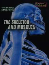The Skeleton and Muscles