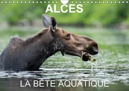 Alces - La Bete Aquatique 2018: 13 Photos D'orignaux Dans Leur Milieu Aquatique, Au Quebec