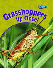 Grasshoppers Up Close