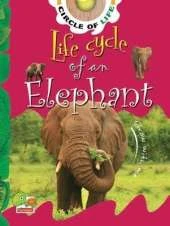 Life Cycle of an Elephant: Key stage 1