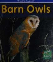 Barn Owls