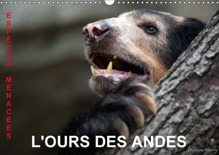L'Ours Des Andes. Especes Menacees 2018: Sur La Piste De L'ours Des Andes, Dans Les Hautes Montagnes De L'equateur.