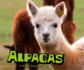 Alpacas