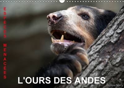 L'Ours Des Andes. Especes Menacees: Sur La Piste De L'ours Des Andes, Dans Les Hautes Montagnes De L'equateur.