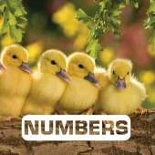 Numbers: Picture This