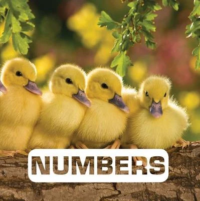 Numbers: Picture This