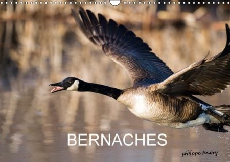Bernaches 2018: Les Quatre Saisons De La Bernache Du Canada