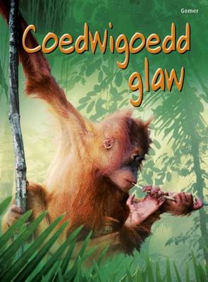 Coedwigoedd Glaw
