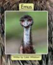 Springboard Lvl 7d: Emus