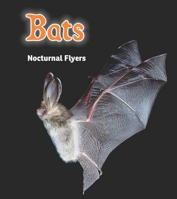 Bats: Nocturnal Flyers