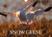 SNOW GEESE 2019: 14 photos of an emblematic bird of Northern Canada.