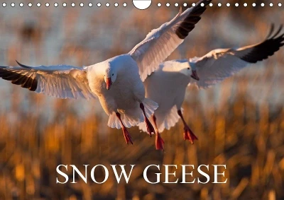 SNOW GEESE 2019: 14 photos of an emblematic bird of Northern Canada.