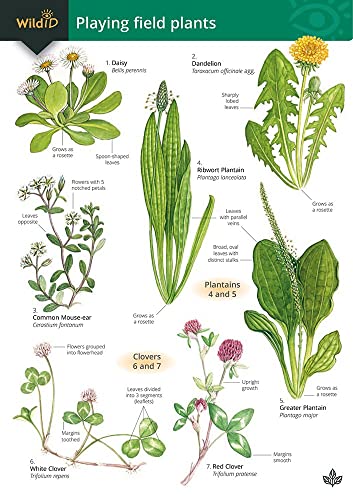 Playing Field Plants