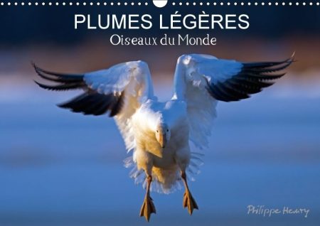 Plumes Legeres. Oiseaux Du Monde 2018: Treize Photos D'oiseaux En Action, Photographies Avec L'oeil D'artiste De Philippe Henry