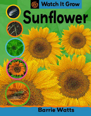 Watch It Grow: Sunflower