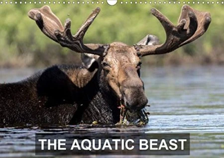 THE AQUATIC BEAST 2020: Moose in their favorite lakes