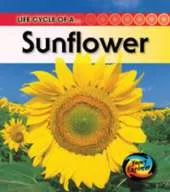 The Life Of A Sunflower