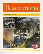 Raccoons