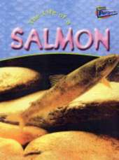 The Life Of A Salmon