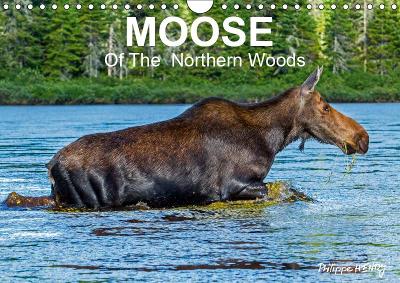 MOOSE Of The Northern Woods 2019: Let's follow the moose of Quebec northern woods. Philippe Henry presents 13 photos of this silent giant.