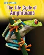 The Life Cycle of Amphibians