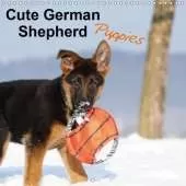 Cute German Shepherd Puppies 2019: Who can resist their magic